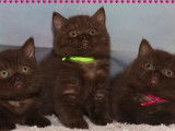 Chatons British Shorthair et Longhair LOOF à réserver