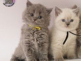 Chatons British Shorthair et Longhair LOOF à réserver