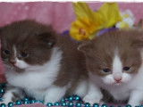 Chatons British Shorthair et Longhair LOOF à réserver