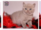 Chatons British Shorthair et Longhair LOOF à réserver