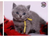 Chatons British Shorthair et Longhair LOOF à réserver