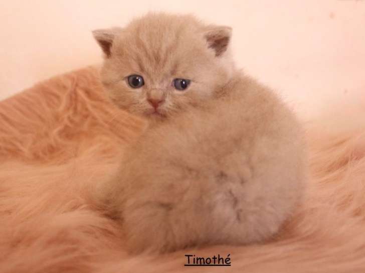 4 chatons British Shorthair LOOF disponibles
