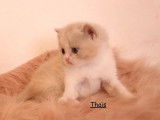 4 chatons British Shorthair LOOF disponibles