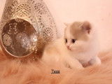 4 chatons British Shorthair LOOF disponibles