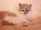 4 chatons British Shorthair LOOF disponibles