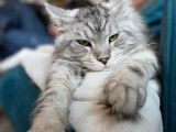 Maine Coon disponible pour saillie