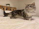 Maine Coon disponible pour saillie
