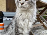 Maine Coon disponible pour saillie