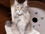 À réserver une chatonne Maine Coon LOOF au pelage silver tabby