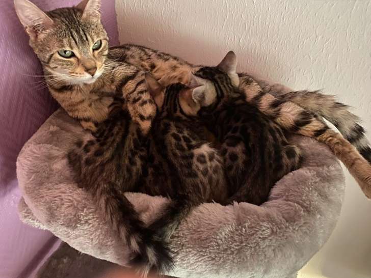 2 chatons Bengals LOOF au pelage marron tabby spotted à réserver