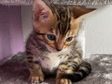 2 chatons Bengals LOOF au pelage marron tabby spotted à réserver