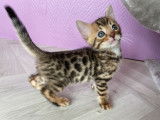2 chatons Bengals LOOF au pelage marron tabby spotted à réserver