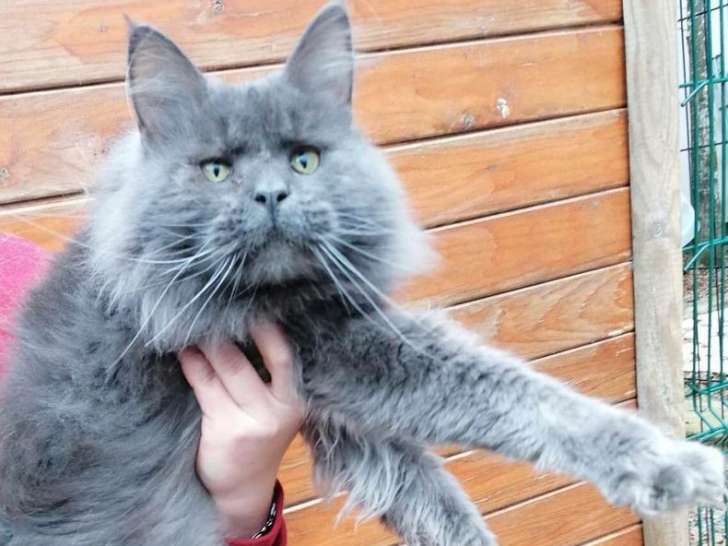 Un chat Maine Coon non LOOF de 2 ans au pelage bleu à vendre