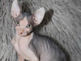 Chaton Sphynx à vendre