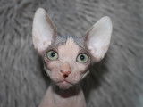 Chaton Sphynx à vendre