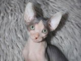 Chaton Sphynx à vendre
