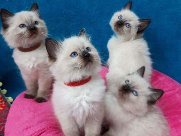 5 chatons Ragdoll à réserver, de mars 2022 LOOF