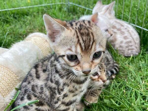 À réserver, 3 chatons Bengal de mars 2022, 1 mâle non-LOOF et 2 femelles LOOF
