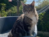 Vente d’une chatte Maine Coon de 3 ans LOOF marron classique et blanc
