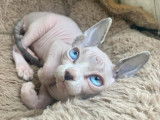 Sphynx canadien avec Pedigree