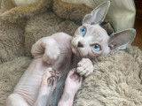Sphynx canadien avec Pedigree