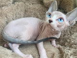 Sphynx canadien avec Pedigree