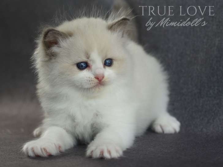 Mimidoll’s True Love - chaton Ragdoll blue bicolor