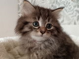 Chatons Sibérien LOOF à vendre