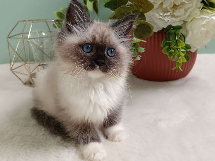 Chatons Sibérien LOOF à vendre
