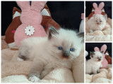 Chatons Sibérien LOOF à vendre