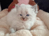 Chatons Sibérien LOOF à vendre
