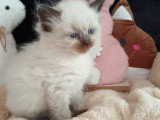 Chatons Sibérien LOOF à vendre