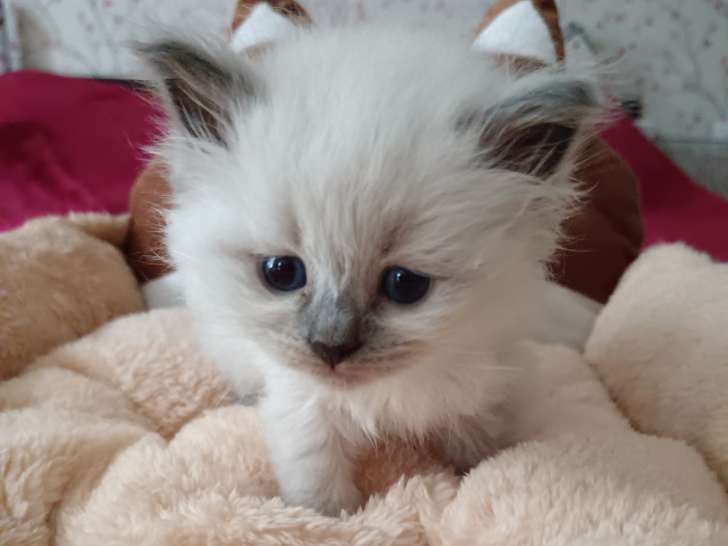 Chatons Sibérien LOOF à vendre