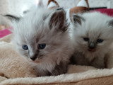 Chatons Sibérien LOOF à vendre