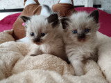 Chatons Sibérien LOOF à vendre
