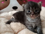 Chatons Sibérien LOOF à vendre