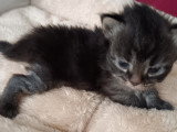 Chatons Sibérien LOOF à vendre