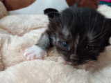 Chatons Sibérien LOOF à vendre