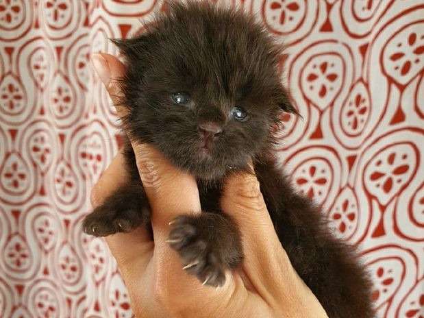 À réserver, 1 chaton Maine Coon d’avril 2022 noir mâle LOOF