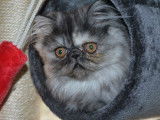 1 chatonne Persan à vendre, bleue en écaille de tortue LOOF