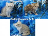 À réserver : des chatons Persans non LOOF
