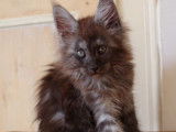 5 chatons Maine Coon LOOF à réserver