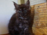 5 chatons Maine Coon LOOF à réserver