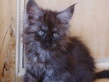 5 chatons Maine Coon LOOF à réserver