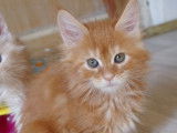 5 chatons Maine Coon LOOF à réserver
