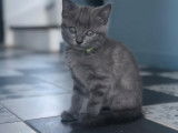 Chatons Chartreux LOOF à vendre