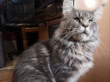 1 chat Maine Coon à vendre, de 3 ans bleu argenté classique LOOF