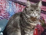 1 chat Maine Coon à vendre, de 3 ans bleu argenté classique LOOF
