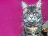 1 chat Maine Coon à vendre, de 3 ans bleu argenté classique LOOF