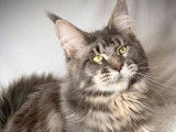 1 chat Maine Coon à vendre, de 3 ans bleu argenté classique LOOF